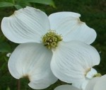 Cornus-florida