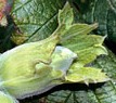 Fruit with involucre