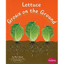 Lettuce Grows in the Ground