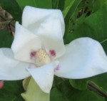 Magnolia macrophylla bigleaf_magnolia3