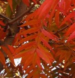 Pistachio-chinensis-lvs red