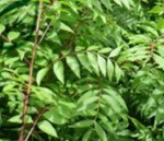 Pistacia-Chinensis lv gr