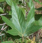 Platanus racemosa lvs