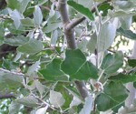 Populus alba lvs