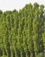 Populus-nigra-Italica_