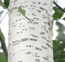 populus-alba-bark