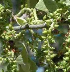 Female Catkin