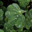 Alchemilla rain