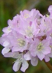 Armeria plantaginea