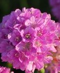 Armeria pseudoarmeria2