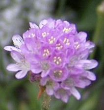 Armeria_maritima