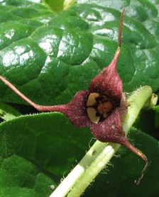 Asarum-caudatum-2