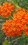 Asclepias-tuberosa