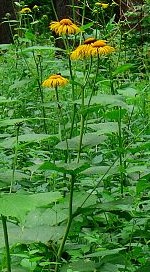 Burphthalmum speciosum