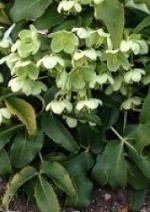 Helleborus-argutifolius 3