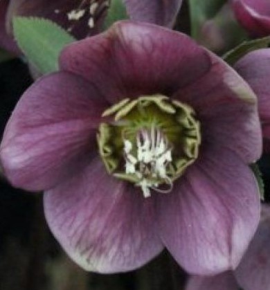 Helleborus atrorubens