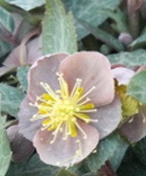 Helleborus-lividus