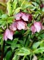 Helleborus orientalis