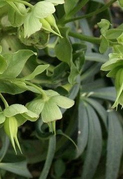 Helleborus viridis