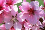 Prunus-persica fl