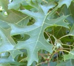 Quercus_coccinea_lv