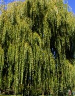 Salix babylonica 4