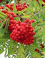 Sorbus_aucuparia_lv fr