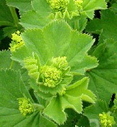 alchemilla_mollis