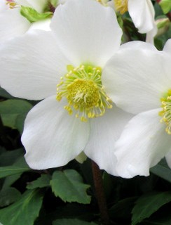 Helleborus niger 'Jacob' Skagit photo