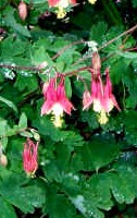 Aquilegia canadensis