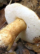 Gyroporus castaneus2