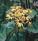 Ligularia-dentata_