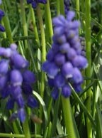 Muscari_armeniacum