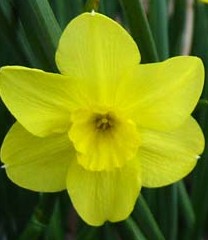 Narcissus_Trevithian