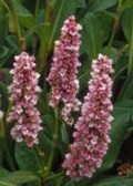 Persicaria affinis Donald Lowndes
