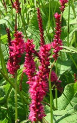 Polygonum amplexicaule