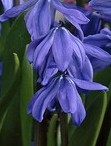 Scilla Siberica