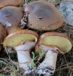 Suillus_luteus_