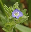 Veronica_arvensis corn speedwell