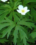 anemone_canadensis_