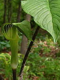 arisaema-triphyllum-2