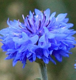 centaurea_cyanus_blue_cornflower
