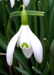 Galanthus nivalis/Common Snowdrop