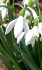 Galanthus nivalis/Common Snowdrop