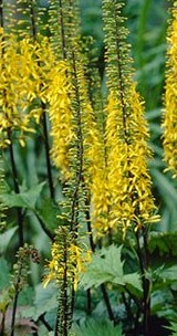 ligularia_the_rocket