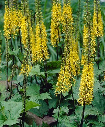 ligularia_the_rocket