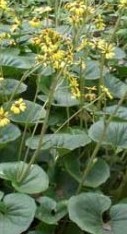 ligularia_tussilaginea