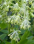 thalictrum-dasycarpum-