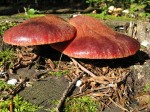 Fistulina hepatica Wikimedia commons Dohduhdah