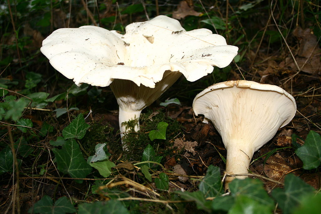 Edible Mushrooms Giant Funnel Cap (Leucopaxillus giganteus